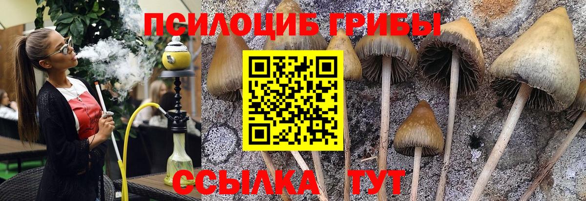 Унеча  Псилоцибиновые грибы мицелий  Вход с VPN  Галлюциногенные грибы MAGIC MUSHROOMS 
